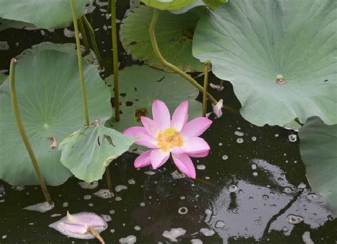 家裡可以種蓮花嗎|蓮花怎麼養，蓮花養護的注意事項和繁殖方法